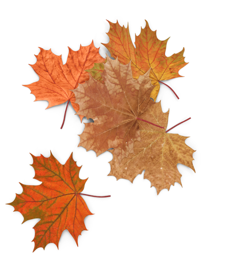 tree leaves